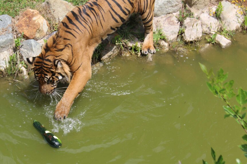 Aceh the Sumatran tiger attempts to fish a zucchini covered in vegemite from his pool.