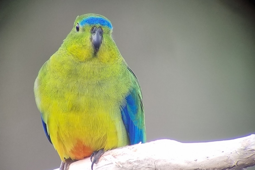 a green and blue bird on a branch looking at the camera