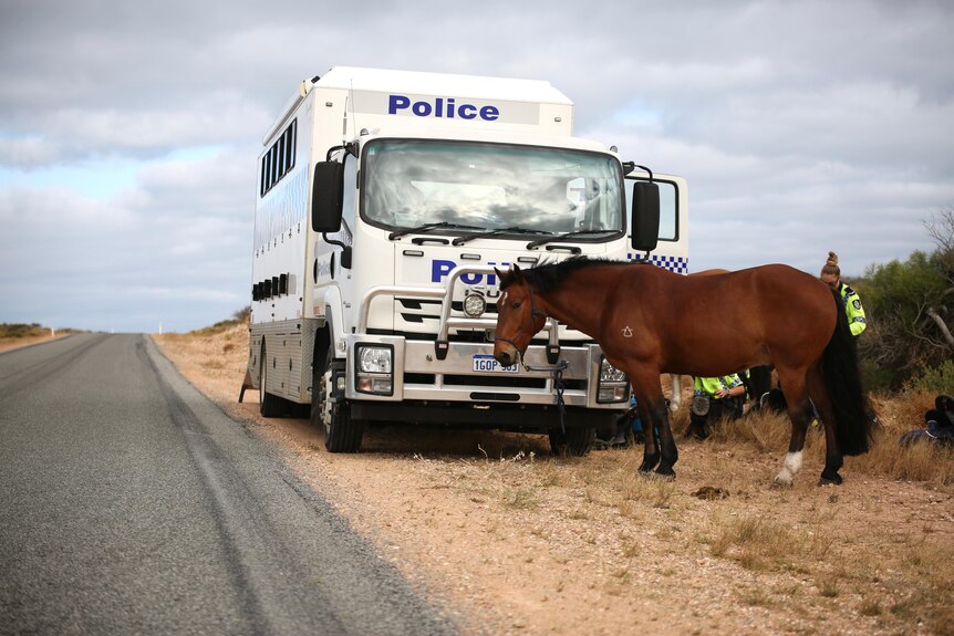 A horse pictured next to a police truck on the side of the road