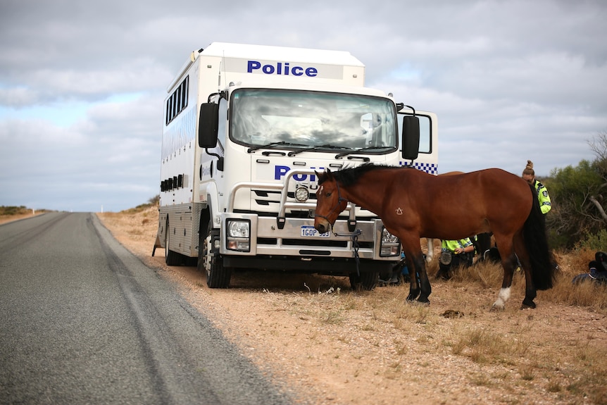 A horse pictured next to a police truck on the side of the road