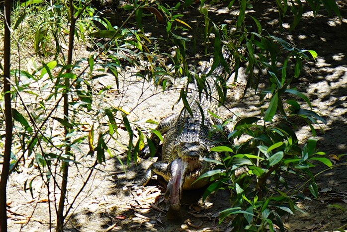 A pet crocodile 'Casey' lives on Goat Island, about 1.5 hours from Darwin.