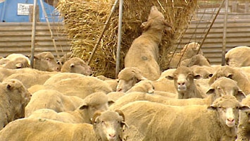 Sheep milk may have preventive qualities.
