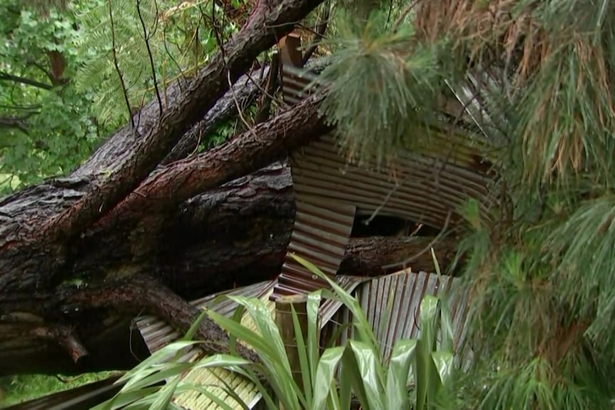  A large tree trunk colliding with a structure.