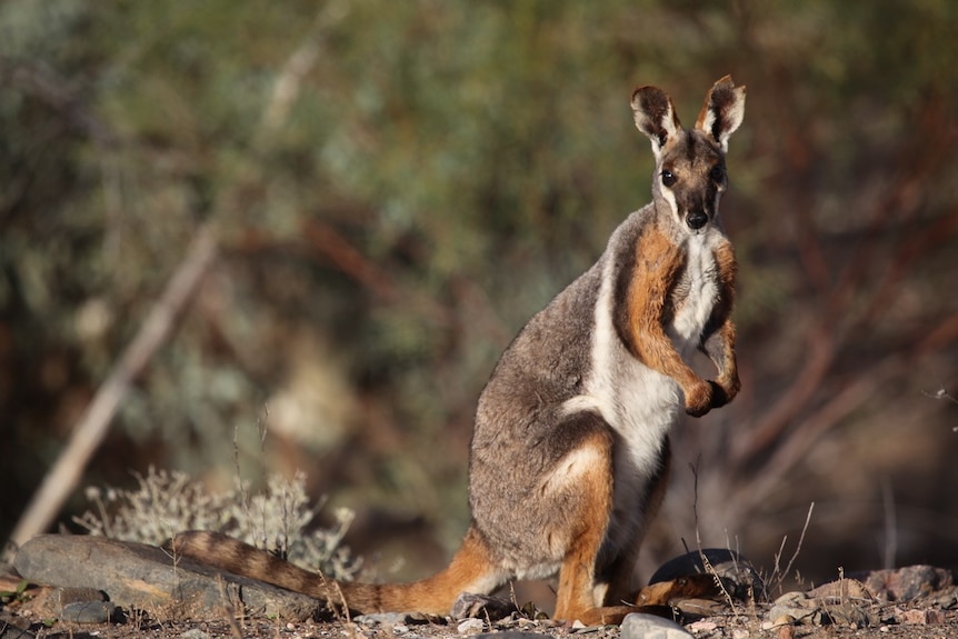 Yellow-footed rock wallaby in the bush looking at the camera.