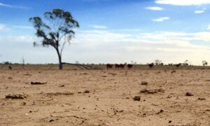 A parched paddock in western Queensland in 2014