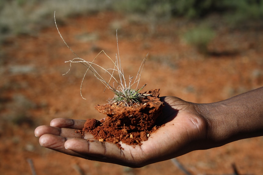 A hand holding a clump of dirt with grass growing out of it. 