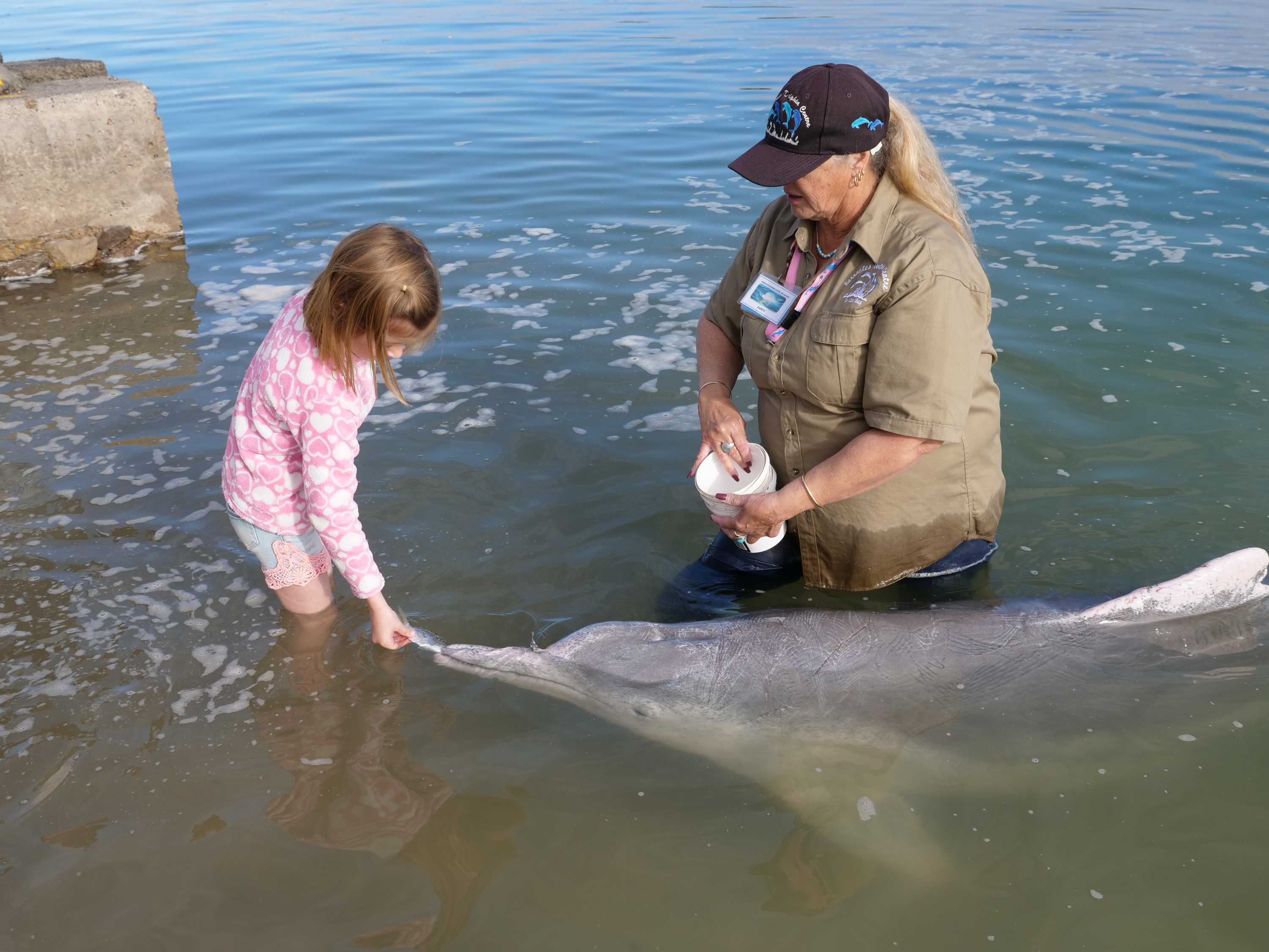 Tin Can Bay has a special friendship with a pod of wild dolphins