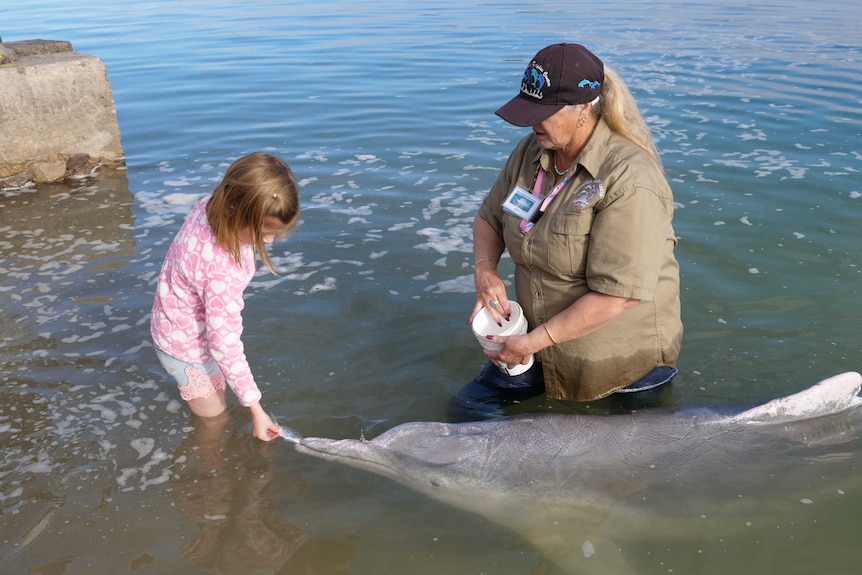 A child hand feeding a dolphin at Tin Can Bay
