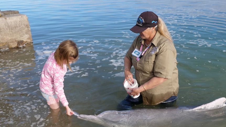 A child hand feeding a dolphin at Tin Can Bay