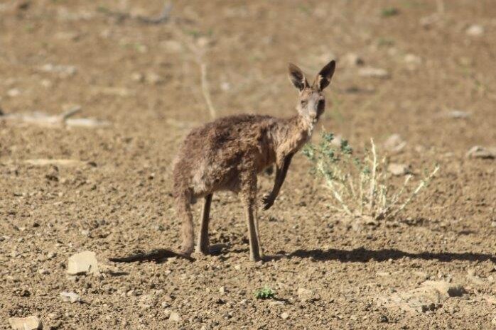 A starving kangaroo joey in a dirt paddock.
