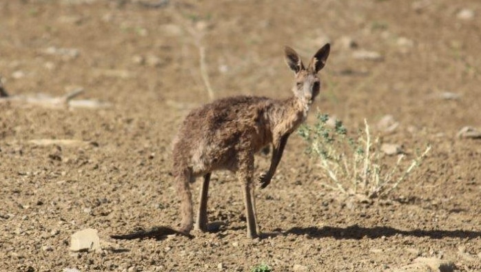 A starving kangaroo joey in a dirt paddock.
