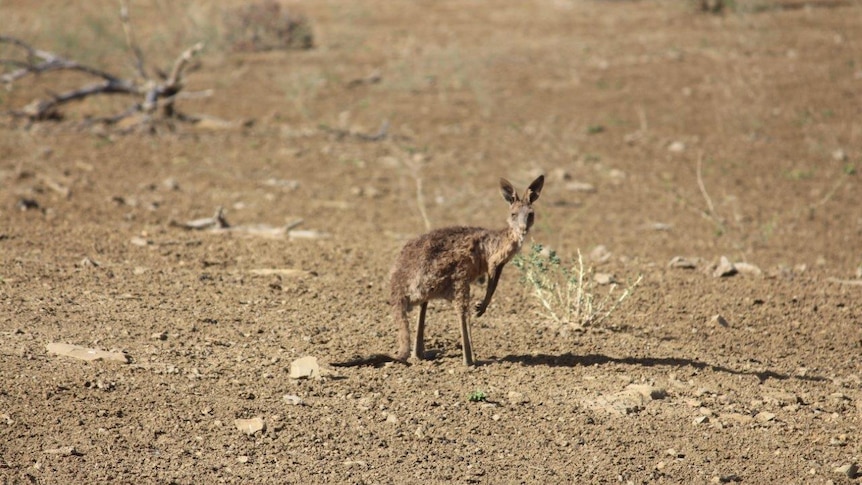 Starving kangaroo at Ilfracombe