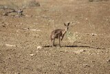 Starving kangaroo at Ilfracombe