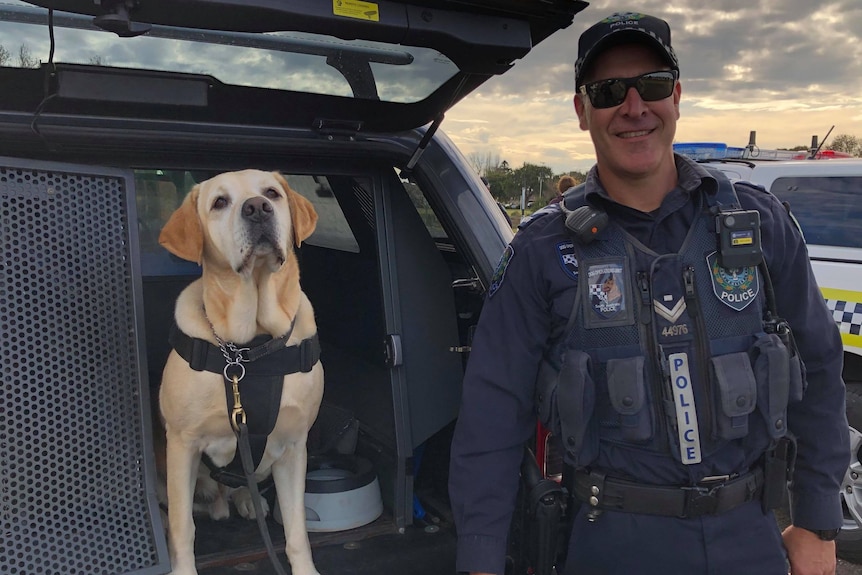 A dog standing in the boot of a car with a man in police uniform standing next to it