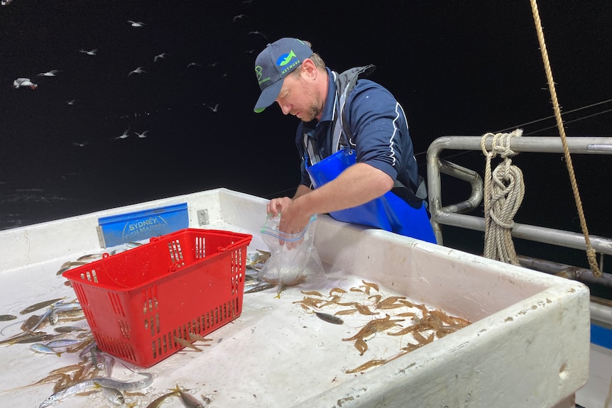 A man stands in front of a white plastic sorting box with dead marine life including prawns and he is putting them in a bag
