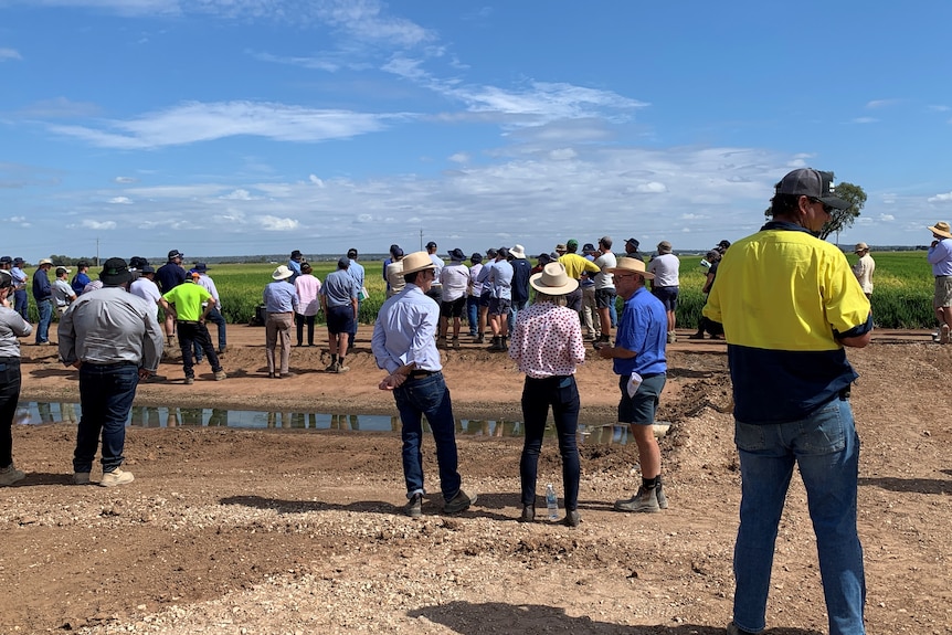 A group of people facing a rice crop