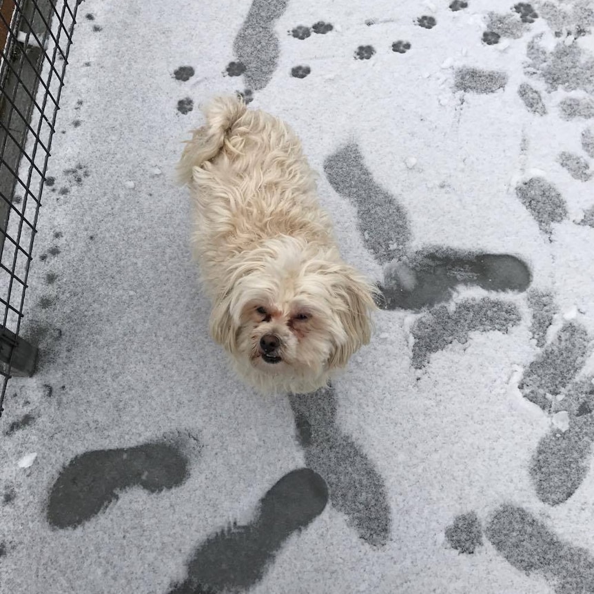 A dog stands in the snow after snowfall at Newbury, in central Victoria.