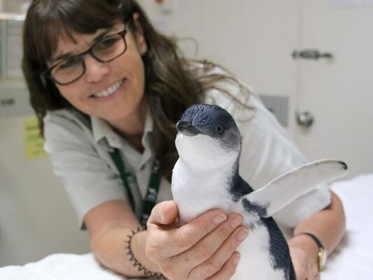 Penguin at Taronga Zoo 3