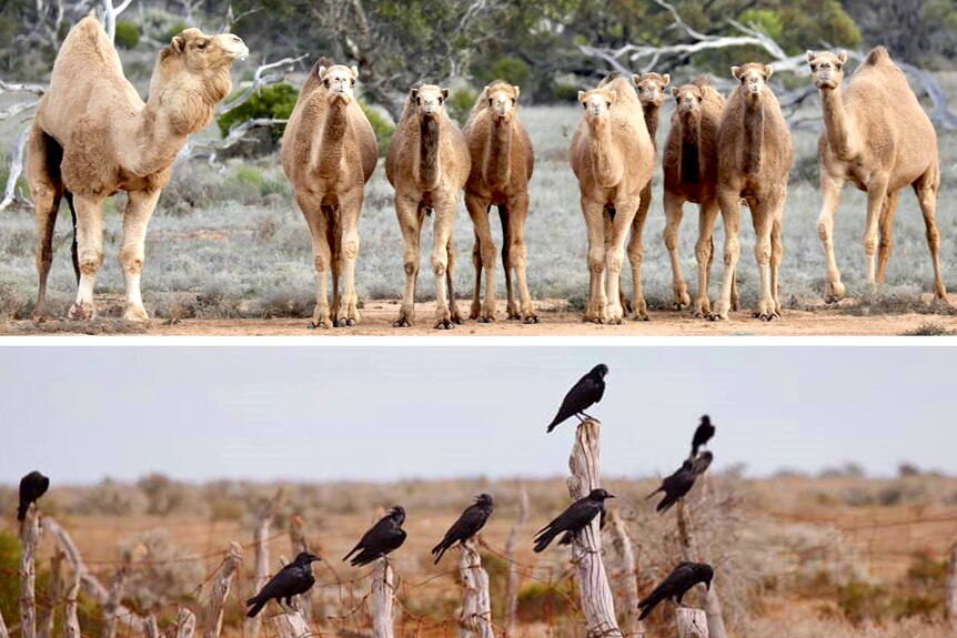 A photo of a bunch of camels and a photo of a bunch of crows in the outback.