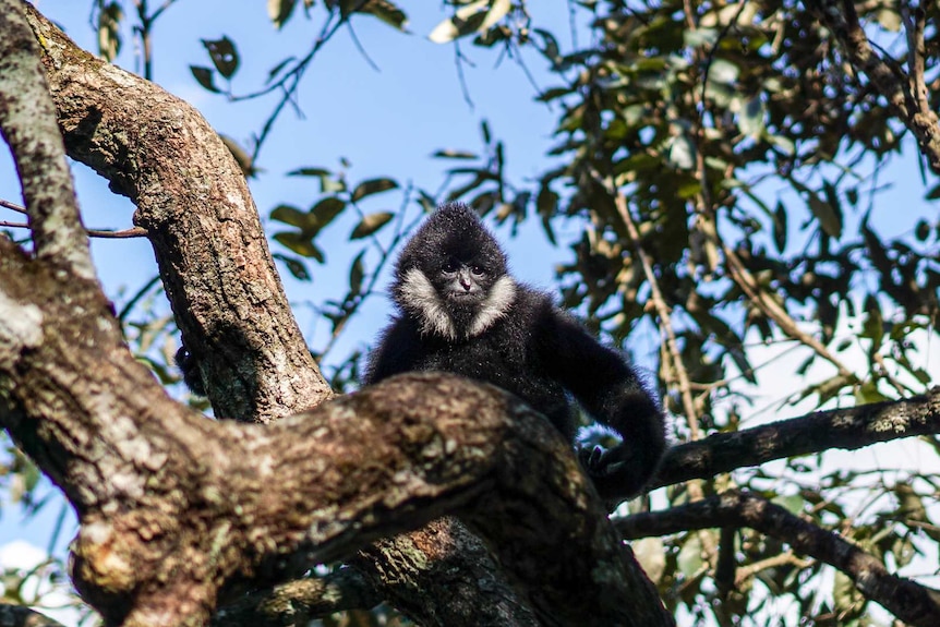 Northern white-cheeked gibbon