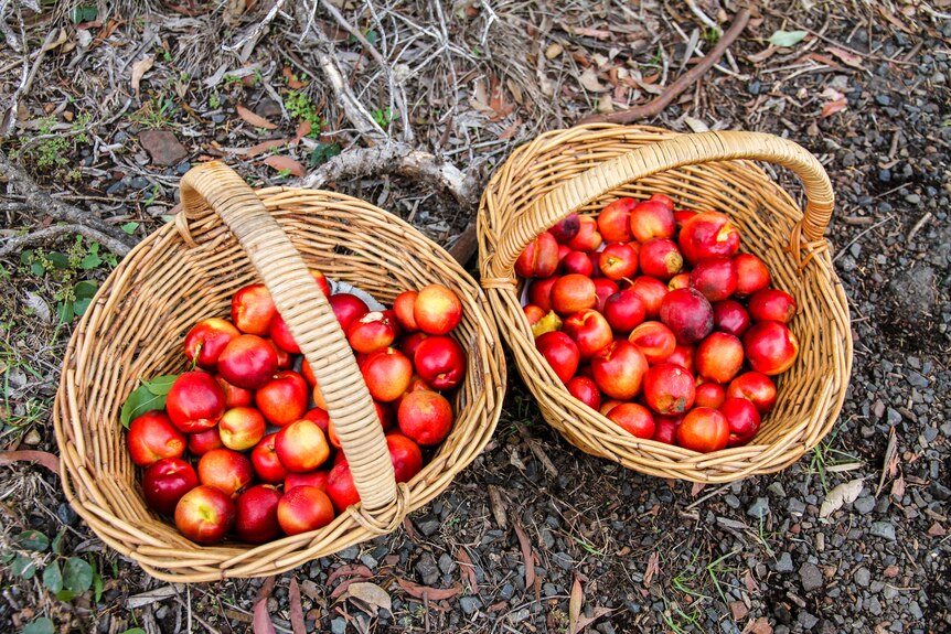 Two baskets of nectarines