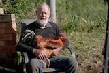 Dr Gil Stokes sitting with his Quamby chook on his lap.