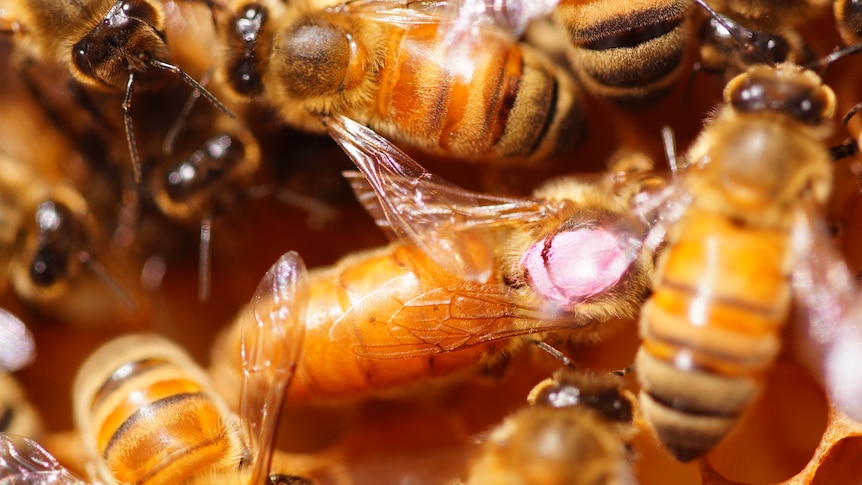 Close up/macro shot of bees crawling over each other inside a hive.