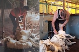 Two images next to each other, taken years apart of a man shearing.