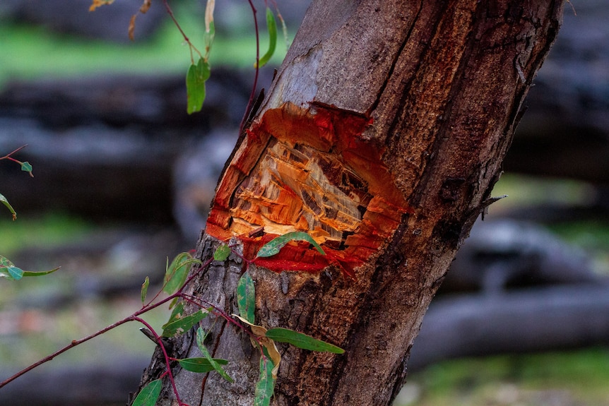 The bough of a tree that has been split by an axe.