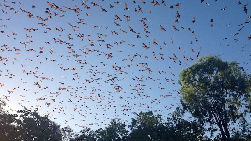 Thousands of bats in the sky in Charter Towers