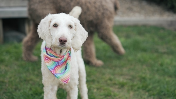 A white, golden labradoodle wanders around a backyard.