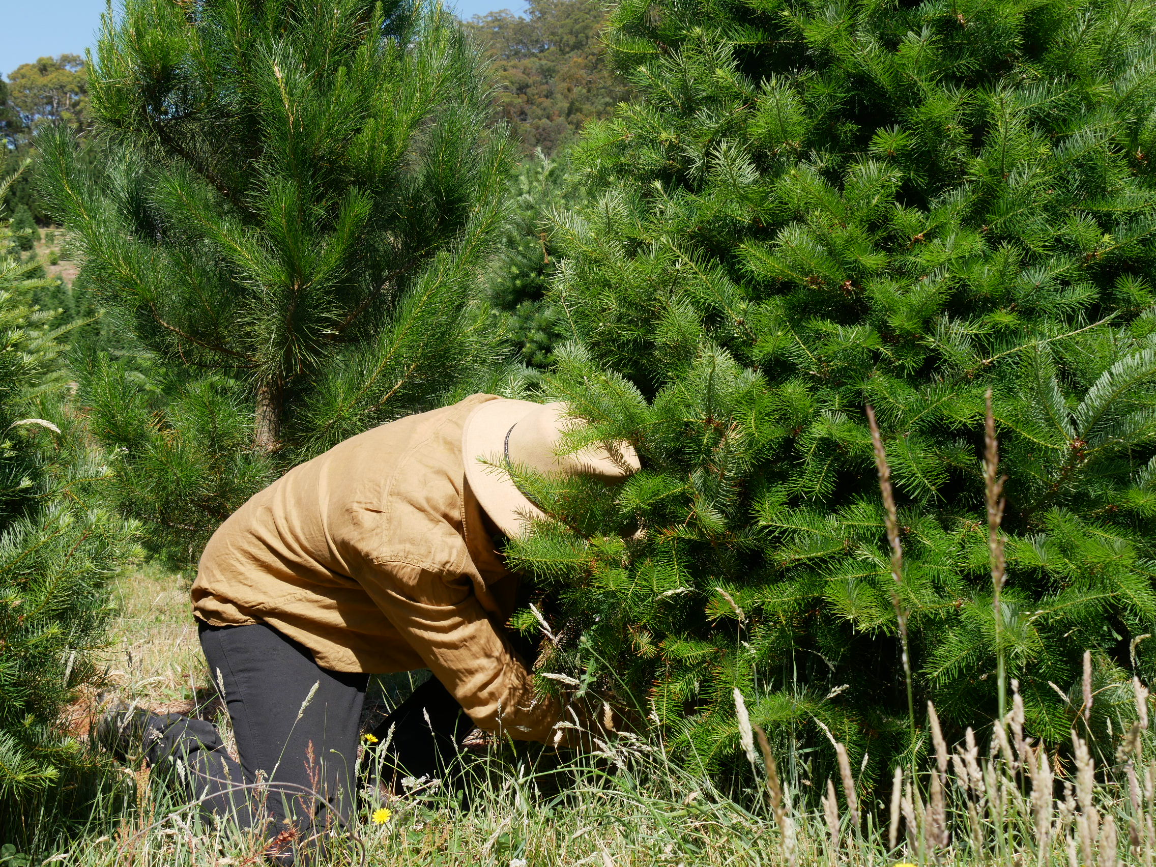Homem cortando uma árvore de Natal