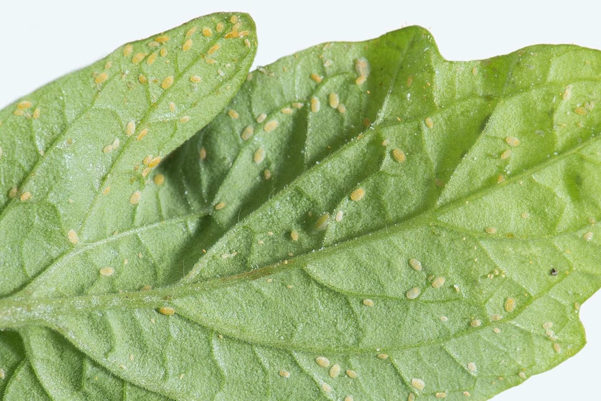 Yellow bugs on a green leaf.