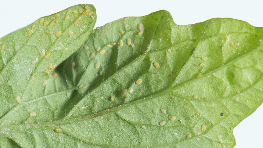 Tomato potato psyllid nymphs