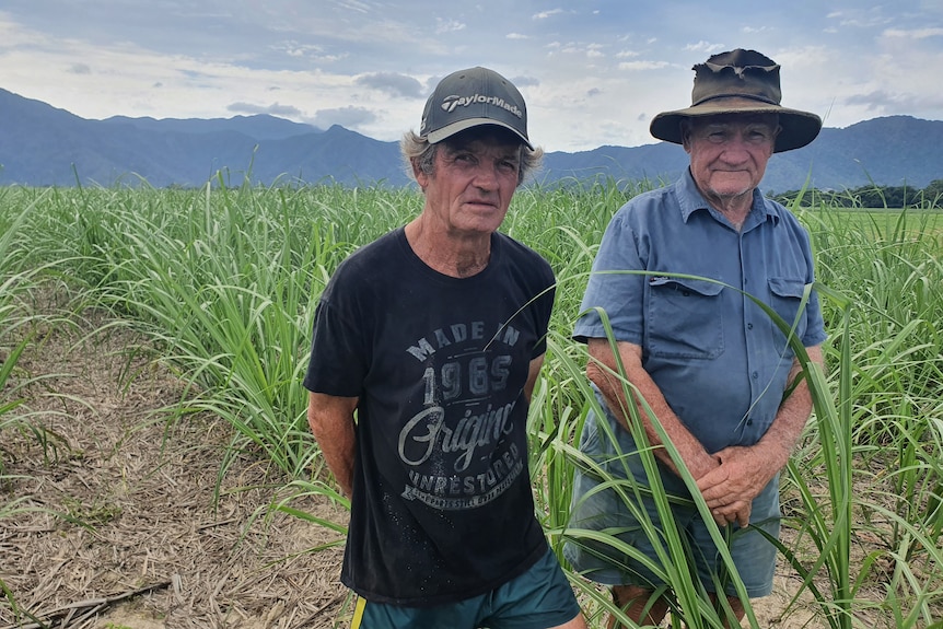 Two farmers are standing in a sugar cane field