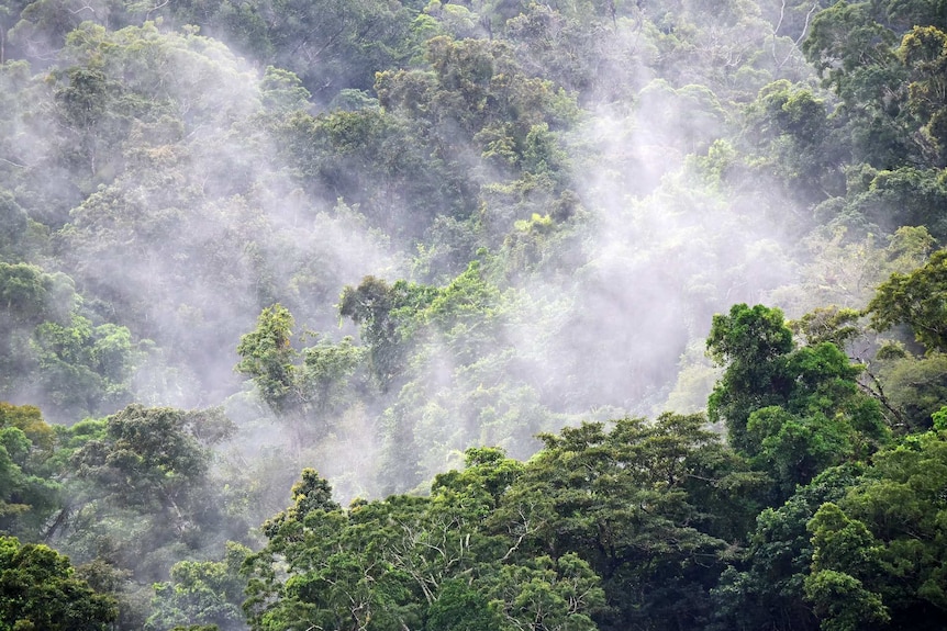 Green, lush rainforests at Mount Whitfield National Park, Cairns, Australia.