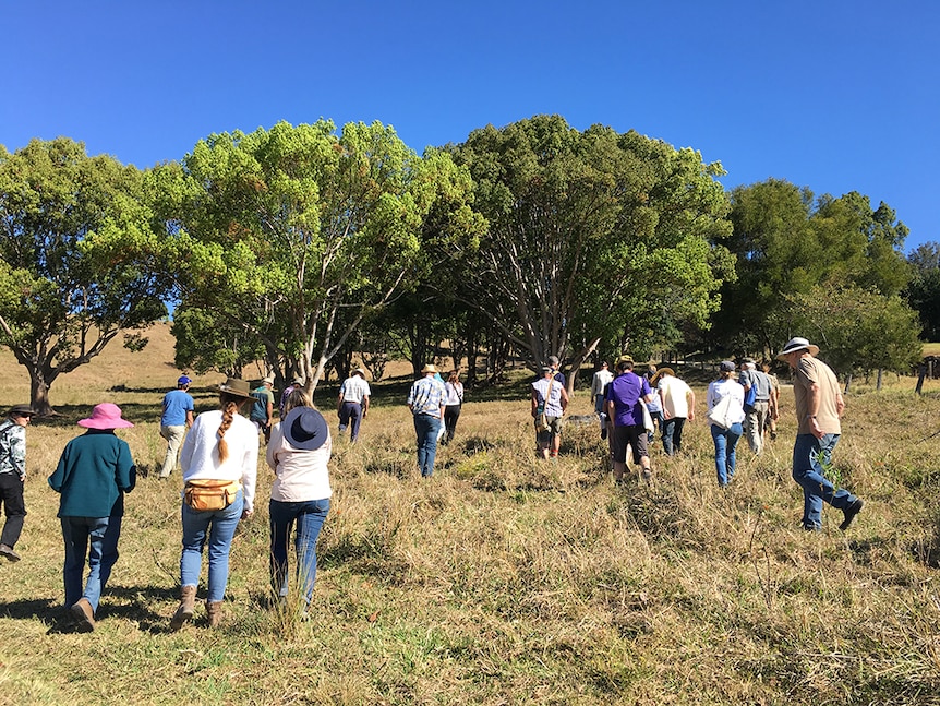 Field day attendees walking across the farm towards Camphor laurel trees.