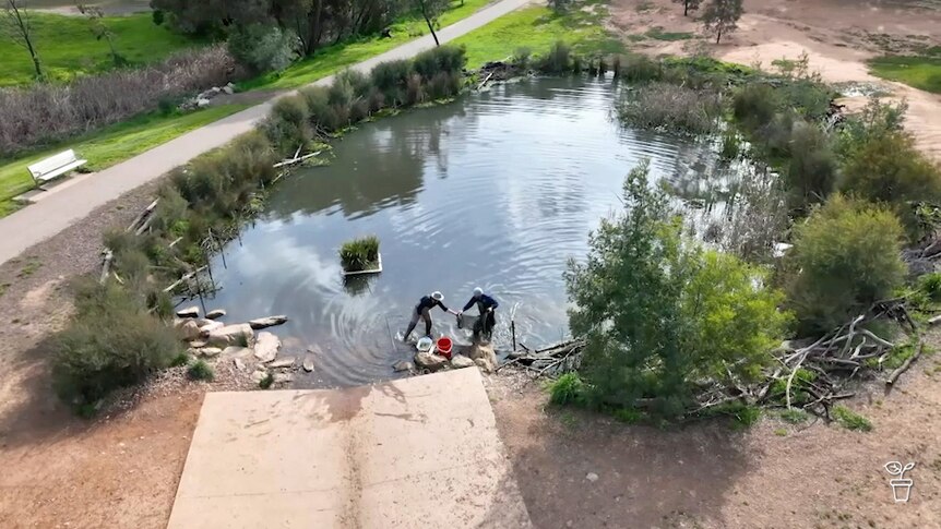 People planting around a lake in a park.