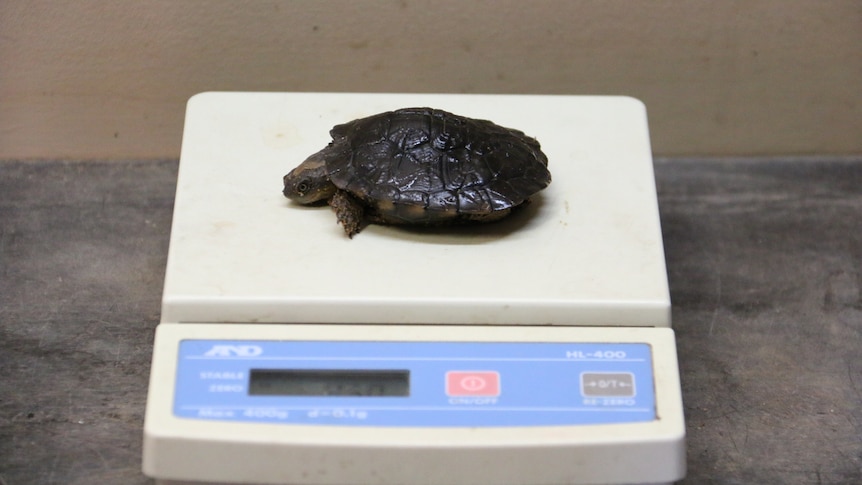 A small Western Swamp Tortoise on the scale.