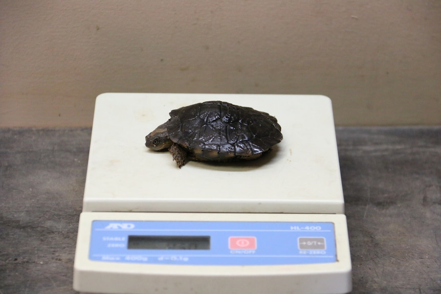 A small Western Swamp Tortoise on the scale.