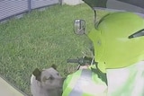 Dog approaches Australia postie outside property during mail drop