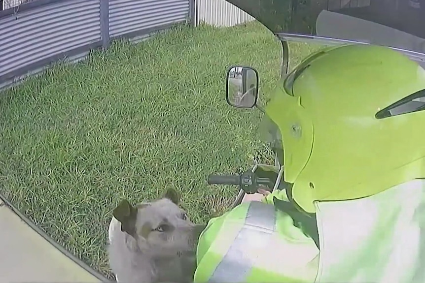Dog approaches Australia postie outside property during mail drop
