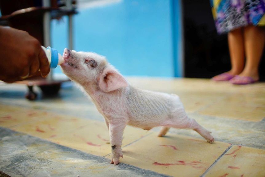 A 13 day old pig is cared for as Hurricane Irma approached.