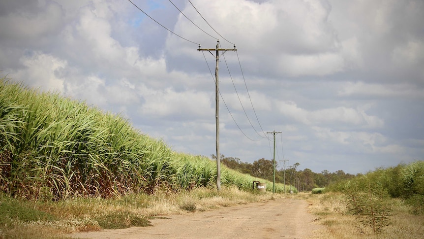 Sugarcane farmers