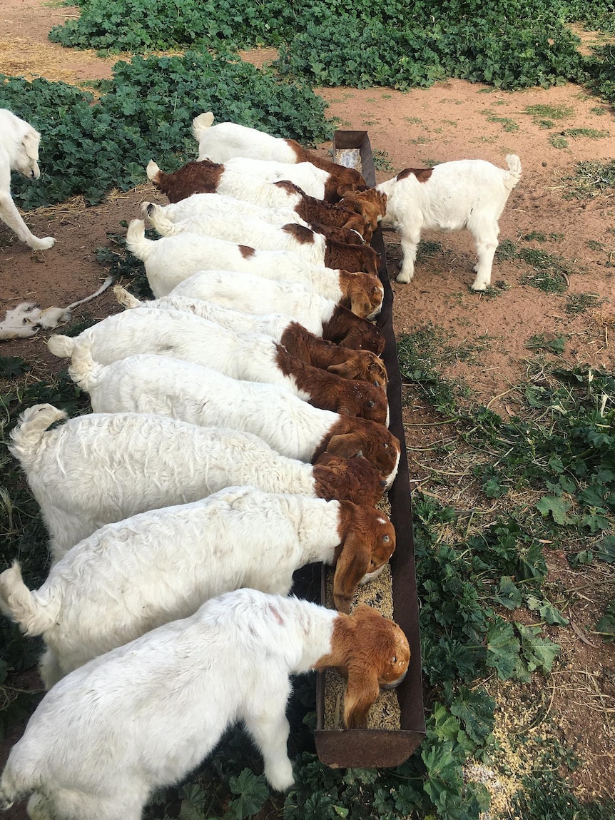 A long line of goats feed from a trough
