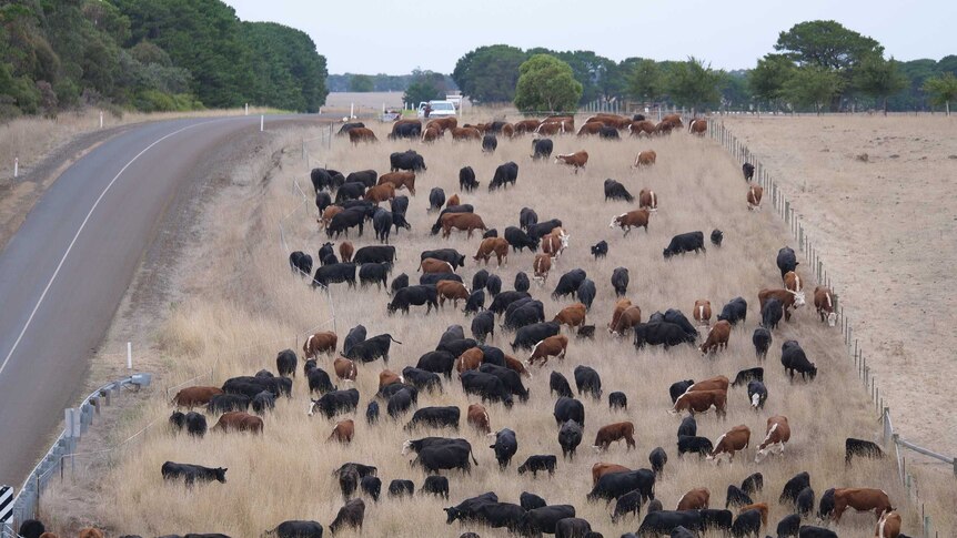 Cattle on the side of a road