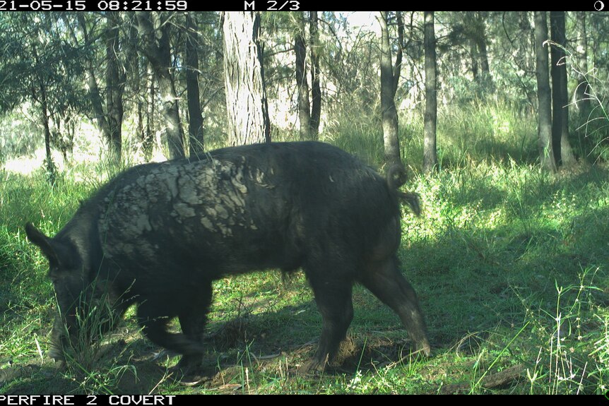 Pig in forest environment.