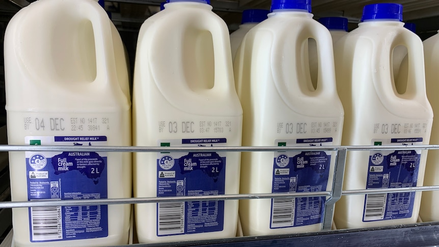 Two litre bottles of Woolworths homebrand milk in supermarket fridge