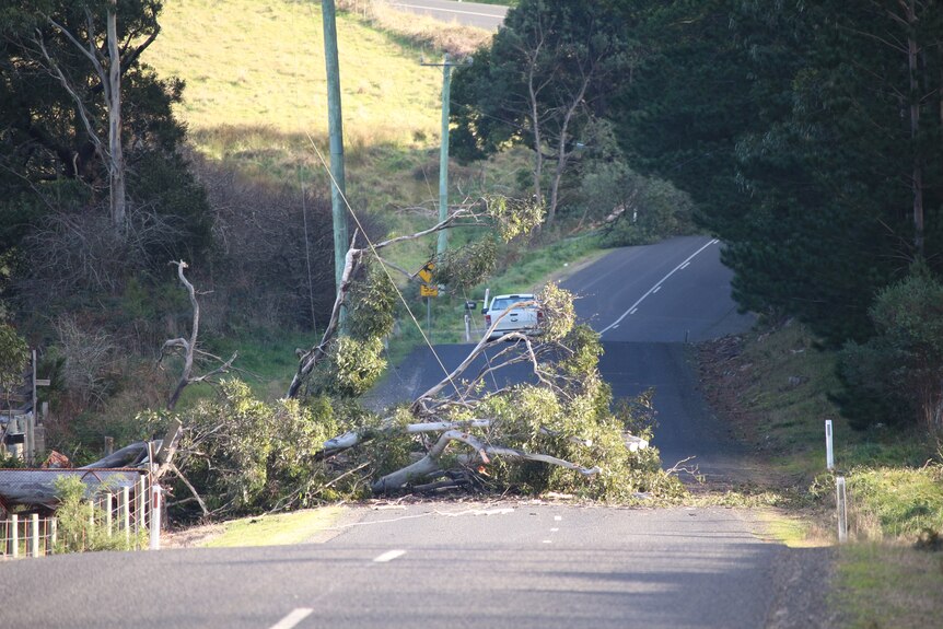 A fallen tree has pulled down a power line on a road near Sheffield.