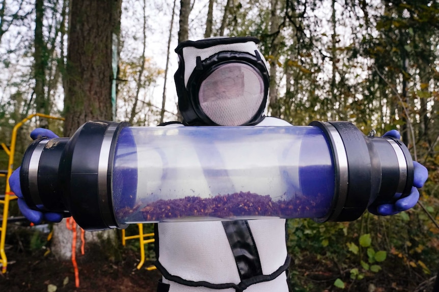 Sven Spichiger displays a canister of Asian giant hornets